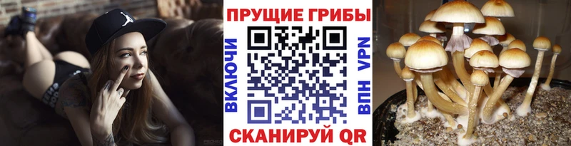 наркотики Купино Псилоцибиновые грибы ЛСД